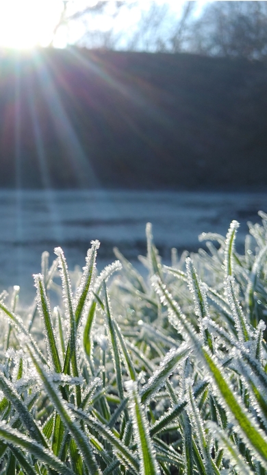 Grass in the morning sun covered with frost.