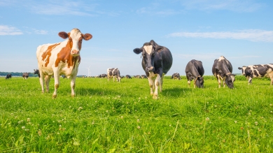 cows grazing