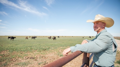 Farmer overlooking pasture