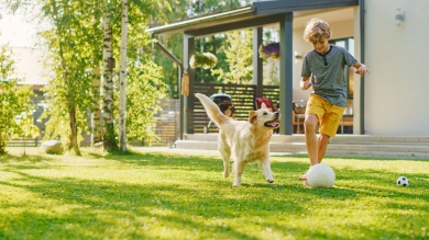 Young child and dog playing soccer on kentucky bluegrass home lawn