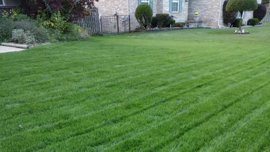 home lawn