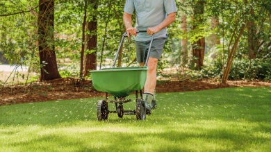 Man planting grass seeds in a shaded home lawn with a spreader