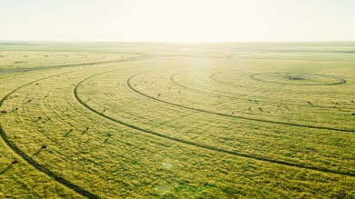 Sunny hay pasture