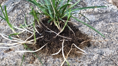 Closeup of rhizomes shooting from a grass seed plant root system