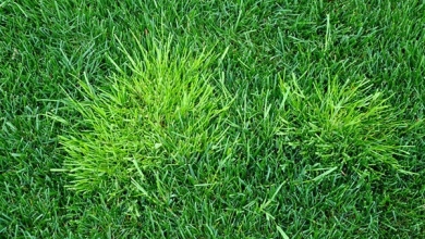 Poa Annua in Grass Close Up
