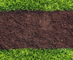 grass with dirt
