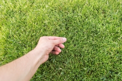 hand inspecting grass