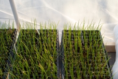 research seedlings of grass