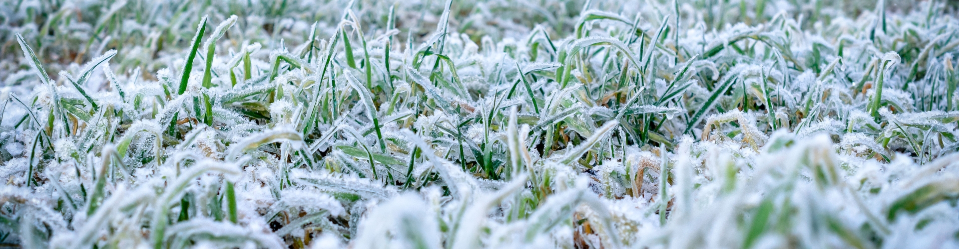 Grass exposed to elements 