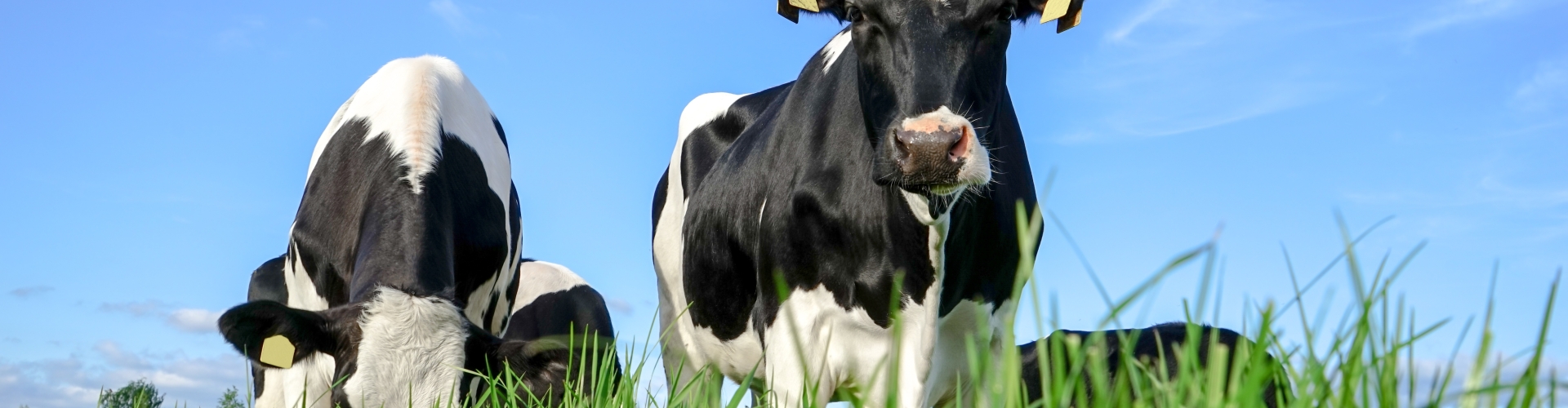 Dairy cows in fiels