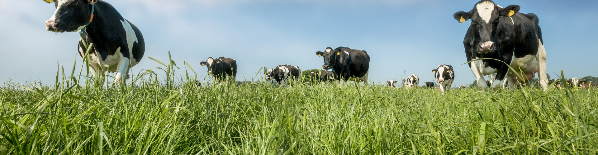Dairy cows grazing grass