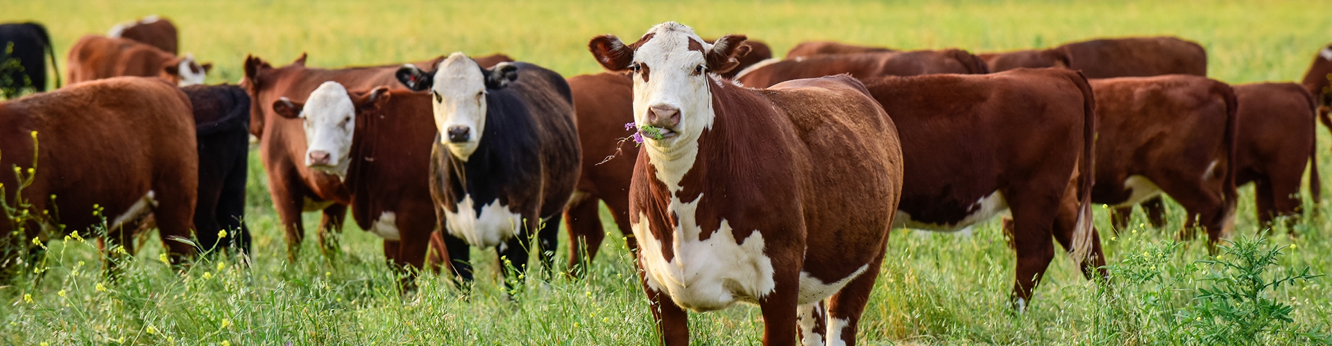 Many cows stand in a green field of grass and clover with flat horizon and blue sky in background