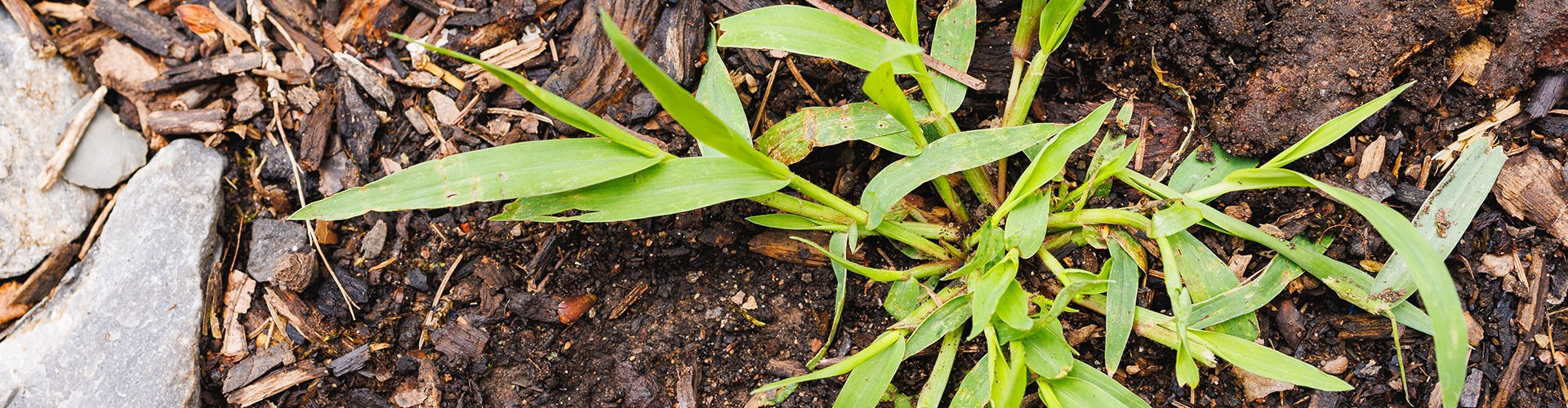 Crabgrass growing in a garden flower bed