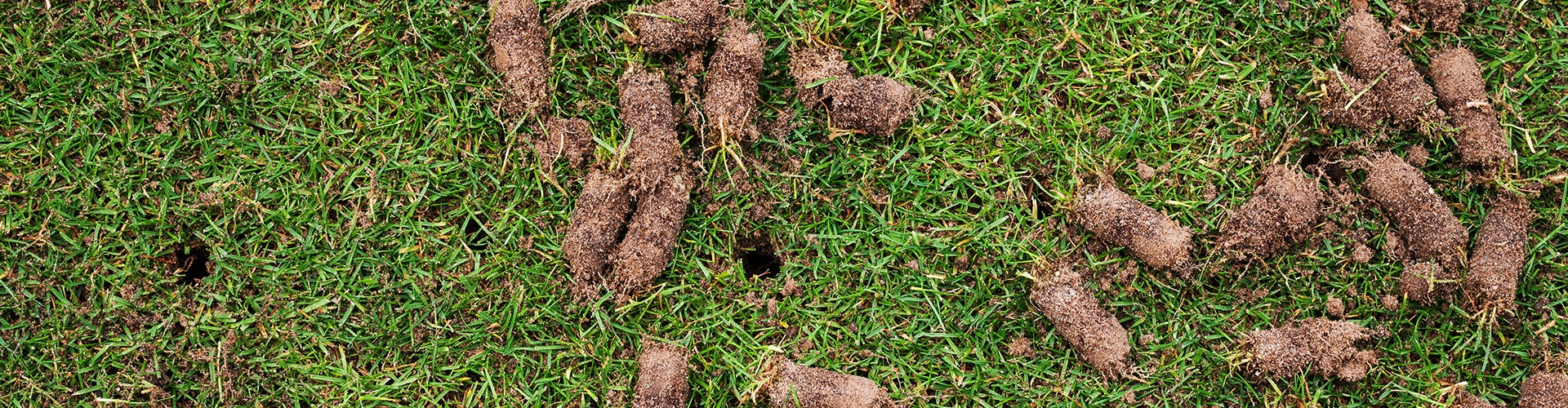 Green grass that has reccently been aerated by lawn aerator with grass plugs laying on top of the soil profile