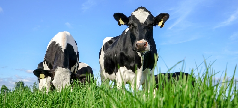 dairy cows