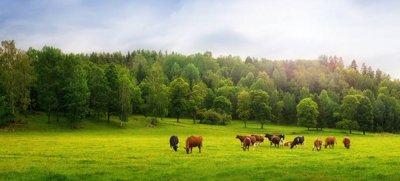 Grassy pasture with cows in the distance lined by full trees and blue sky