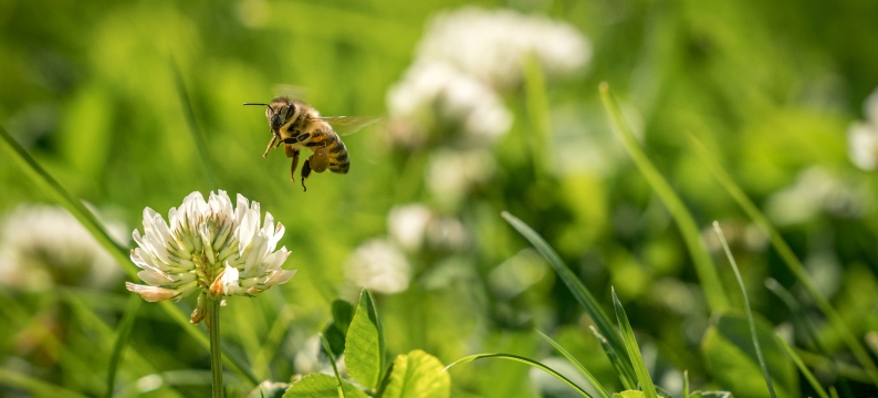 Green grass and clover with bee