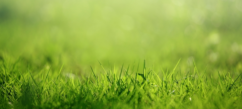 Close up of green grass with precipitation 