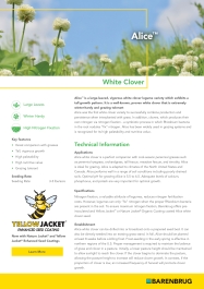Alice Tech Sheet