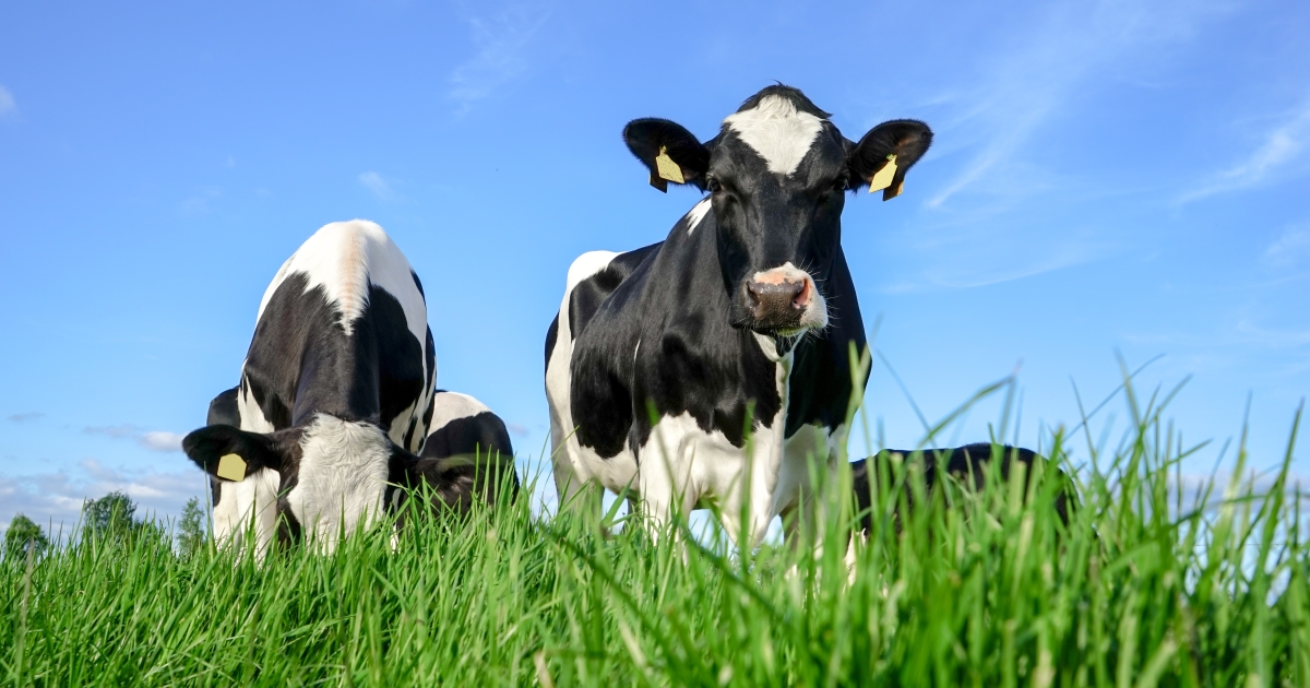 Cows Foraging The Science of Forage Grass: A Pasture Perfect for Your Dairy Cows ...