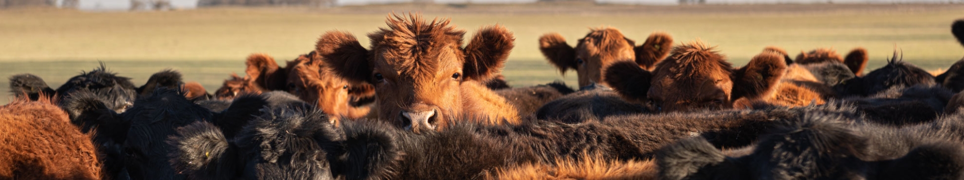 black and red angus calves.