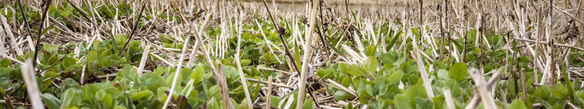 Cover crops growing between corn husks.