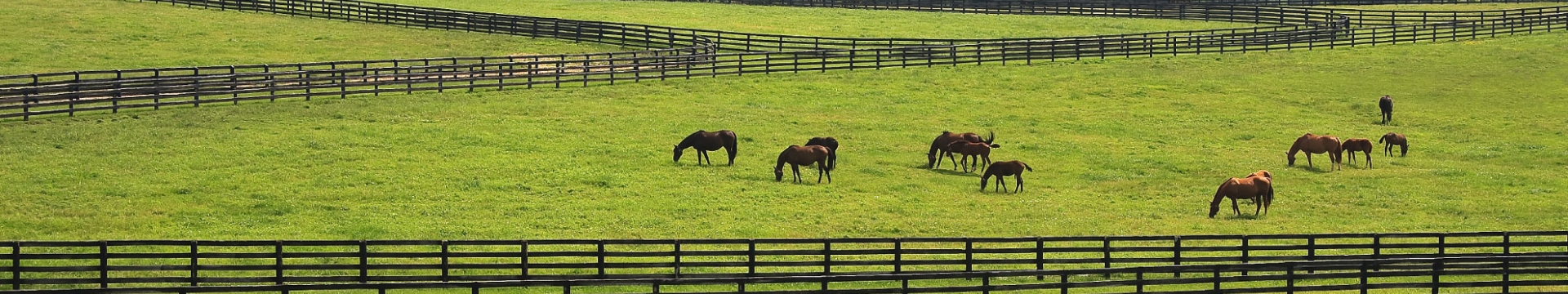 Horses grazing on green pasture.