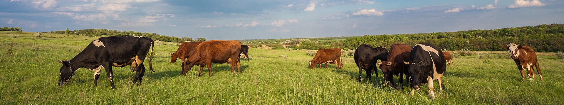 Landscape of cows grazing on green grass with blue sky with clouds in the background. 