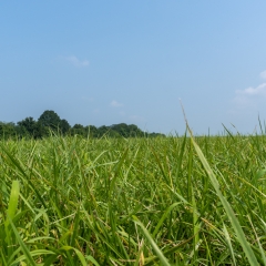 Field of BarOptima Plus E34.