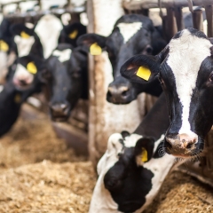 Dairy cattle eating ration