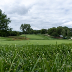 Closeup of grass with golf course, trees, and cloudy sky in background